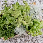 Diano Marina, al via Aromatica 2026 con oltre 120 produttori